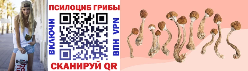 Купить  Плёс  Галлюциногенные грибы Magic Shrooms 